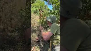 Nyalas have huge ears because you can&rsquo;t see far in this thick bush - hearing is very important! 🌍🙌🏻