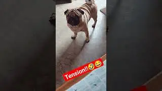 simba ko tension hai!!🤣😂😝🤭😝🤣#funny#shorts#viral#simba#pug#dog#dogshorts#