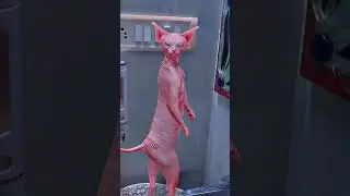 Lal Billi🐈Red Billi🐈Ghumne Wali Billi🐈 #funny #comedy #pets #trendingshorts #cat #crazy #viral