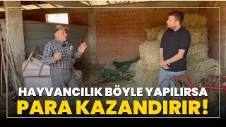 Hayvancılık Böyle Yapılırsa Para Kazandırır! / Keçi Bakımı ve Koyun Bakımının Farkları
