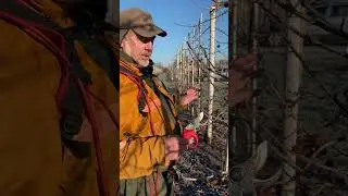 Alternanz bei Apfelb&auml;umen (Obstbaumschnitt)