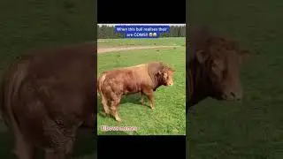 The eyes 🤣🫡 repost misspelling isnt my fault 🤙🏽🤣#bull #funnyanimals