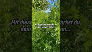 Mit dieser Routine st&auml;rkst du dein Immunsystem!🌱 #artemisiaannua #kr&auml;uter #viral #shorts
