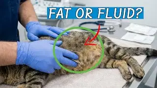 Fluid, Not Fat: The Hidden Truth About Cat Ascites