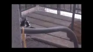 Katze Sanny am Balkon im Schneesturm / 2 Stunden sp&auml;ter am Balkon in der Sonne