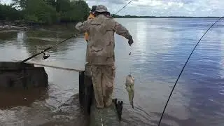 Catching Lompoe in Suriname