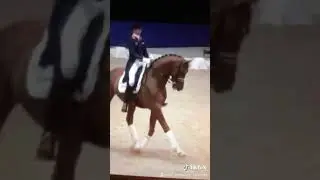 Vivaldi Stallion❤️👀