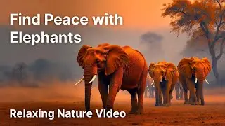 Find Peace with Elephants  Relaxing Nature Video