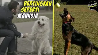 Inilah Fakta Menarik Tentang Anjing Yang Jarang Orang Tau