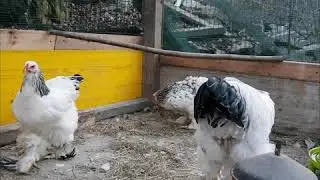 Le mie Brahma
