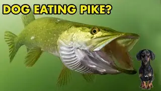 Can Pike Eat Dogs? : FISH MYTHS UK