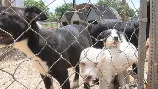 &lsquo;Dog Days of Summer&rsquo;: Colbert County Animal Shelter officials putting on fundraiser and adoption