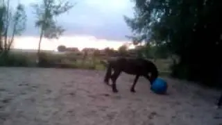 Hengst Troy spelen met de bal