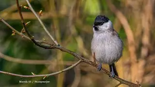 Marsh tit