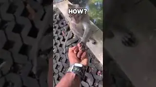 5 самых смешных моментов с неудачами обезьян, снятых на камеру 💀😭