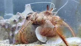 Red hairy hermit crab eating!