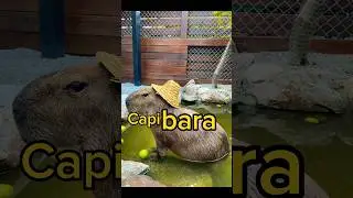#Capibara #capybara #capivara #cancion #song
