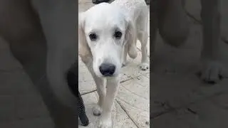 Perfect puppy compilation (English cream retriever) 5 months #shorts