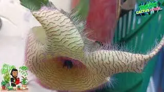 🔴 C&oacute;mo hacer Floraci&oacute;n de Stapelia Gigante y Pitahayas 🪴 BIEN EXPLICADO 🏆