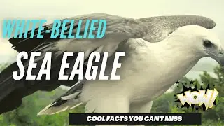 White-bellied Sea Eagle facts 🦅 White-breasted Sea Eagle 🦅
