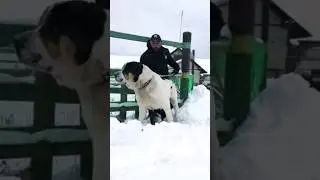 Огромный Алабай 2