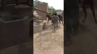 Old Khras Atta Chacki Machine Operating With Two Bull 🐂#shorts #shortsfeed #trendinhshorts