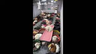 Counting dogs to help your sleep Relaxation | 犬を数えて眠りを助けます | les chiens pour dorm  ASMR King Charles