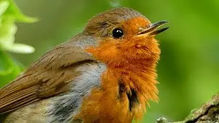 Birdwatching for beginners: how to recognise and identify birds