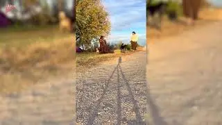 Dog Pees on Woman's Dress as She Poses for Her Maternity Shoot - 1782180