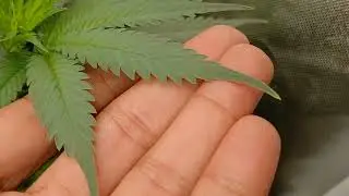 🙅 don't use mothballs in your grow space 🤷@that-guy-ch2