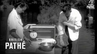 Fish Research (1953)