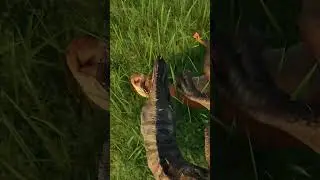 Australovenator is an assassin - Jurassic World Evolution2 Dominion Malta Expansion