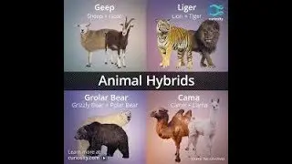 Top 10 Hybrid Animals That Actually Exist