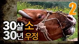 🇰🇷찐PD🇰🇷 20년전 만난 30살 소와 쟁기질하는 할아버지-20년후 이야기/30살 소와 할아버지의 30년 우정/이제 만나러 갑니다/찐PD가 갑니다(ep. 2)