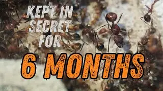 I Kept these ants a secret for 6 Months!!!! Novomessor Cockerelli