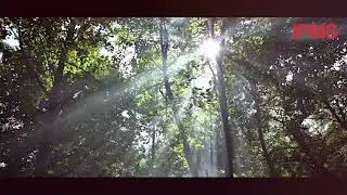 WORLD FOREST DAY 2025 | FIINOVATION CSR