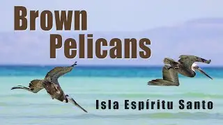 BROWN PELICANS dive for Fish in MEXICO (Slow Motion 120 FPS) - Canon EOS R5
