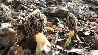 Morchella vulgaris...morel mushroom...15 April 2017