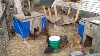 Small Flock Chicken Setup
