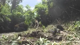 Cat 247B brush cutting