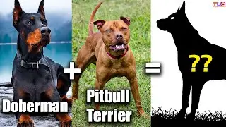 WHAT HAPPENS if DOBERMAN is Cross-bred With PITBULL TERRIER??🤔