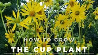 The Cup Plant - Facts, Grow and Care - And tons of butterflies.