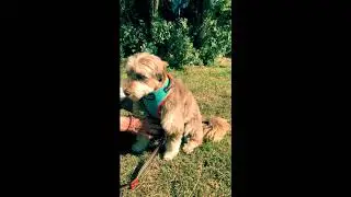 How to fit the DOOG Noeflex Harness