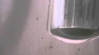 Mogurnda Adspersa ( Purple-Spotted Gudgeon ) Hatching!!