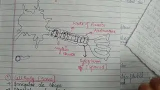 Structure of Neuron Part 02 #neet#botany#science