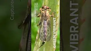 Watch Now! Top View of Devon Red Legged Robber Fly&mdash;#shorts #robberfly #flyinginsect #asmr