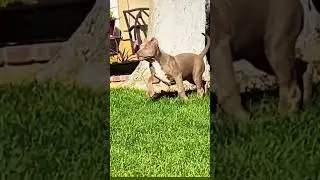 Amerikan pitbul retnos