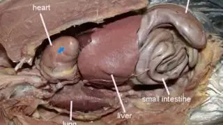 pigeon anatomy_030917-1339