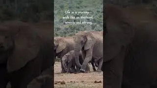 Steady Steps #elephantwisdom  #motivation #ytshorts