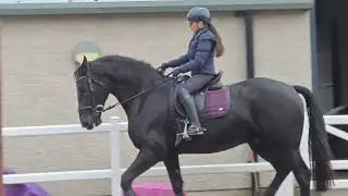 Seren goes for schooling to develop the canter. Irish draught horse. 